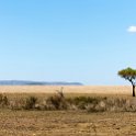TZA MAR SerengetiNP 2016DEC24 RoadB144 004 : 2016, 2016 - African Adventures, Africa, Date, December, Eastern, Mara, Month, Places, Road B144, Serengeti National Park, Tanzania, Trips, Year